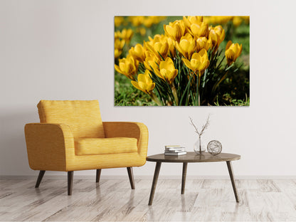 Leinwandbild Krokusse im Frühling