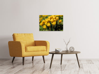 Leinwandbild Krokusse im Frühling