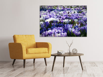 Leinwandbild Ein Feld voll Krokusse