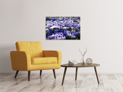 Leinwandbild Ein Feld voll Krokusse