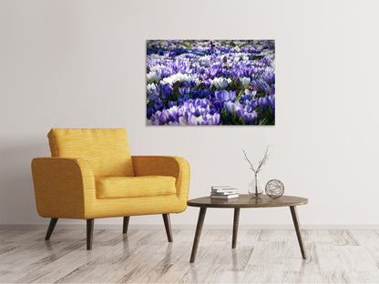 Leinwandbild Ein Feld voll Krokusse