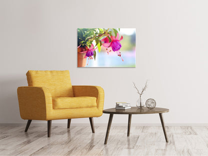 Leinwandbild Die Fuchsien