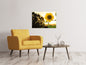 Leinwandbild Sonnenblume im Sonnenaufgang