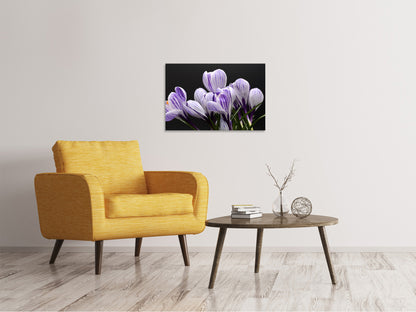 Leinwandbild Der Krokus