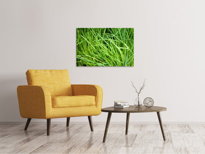 Leinwandbild Frischer Schnittlauch XL