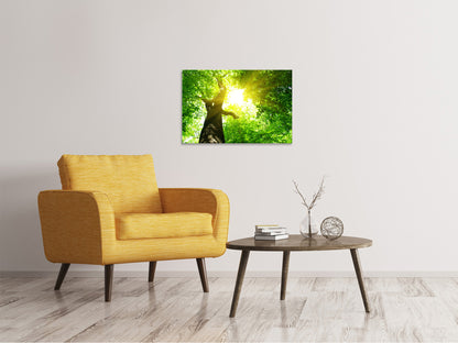 Leinwandbild Baum