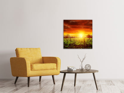 Leinwandbild Der Weinberg bei Sonnenuntergang