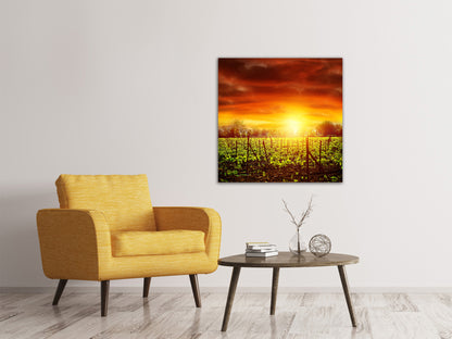 Leinwandbild Der Weinberg bei Sonnenuntergang