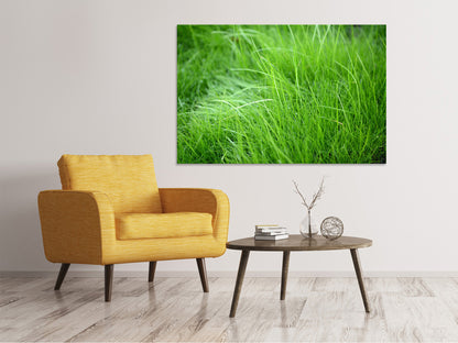 Leinwandbild Grashalme