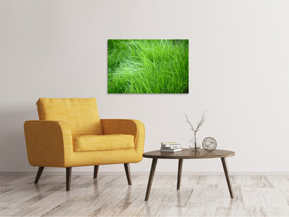 Leinwandbild Grashalme