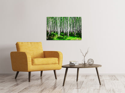 Leinwandbild Sommerlicher Birkenwald