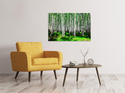 Leinwandbild Sommerlicher Birkenwald