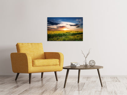 Leinwandbild Ein Feld von Sonnenblumen