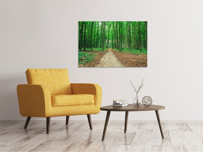 Leinwandbild Tannenwald