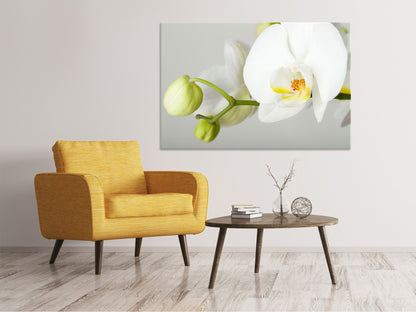 Leinwandbild Riesenorchidee
