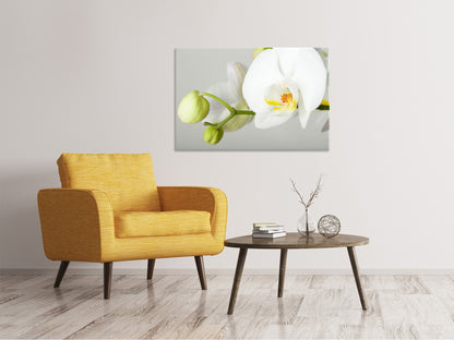 Leinwandbild Riesenorchidee