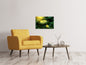 Leinwandbild Wilde Lotus
