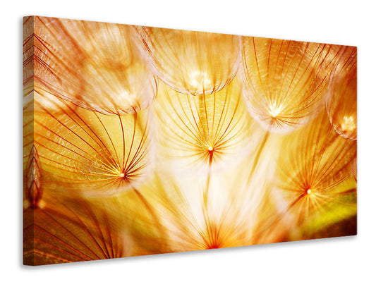 Leinwandbild Close Up Pusteblume im Licht