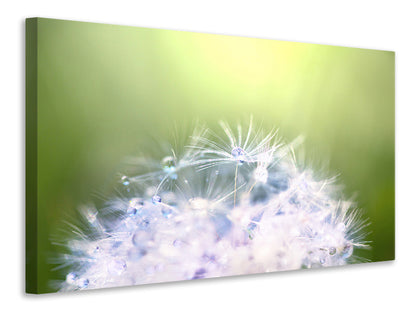 Leinwandbild Pusteblume XL im Morgentau