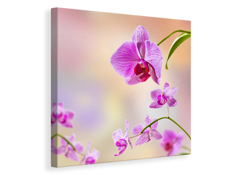 Leinwandbild Romantische Orchideen