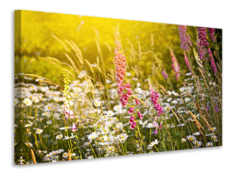 Leinwandbild Sommerliche Blumenwiese