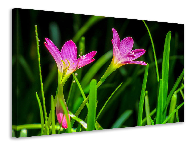 Leinwandbild Blüten in der Natur