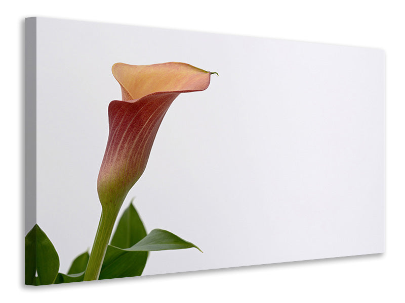 Leinwandbild Calla in XL