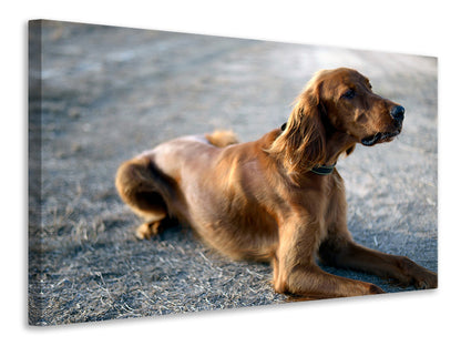 Leinwandbild Der Irish Setter