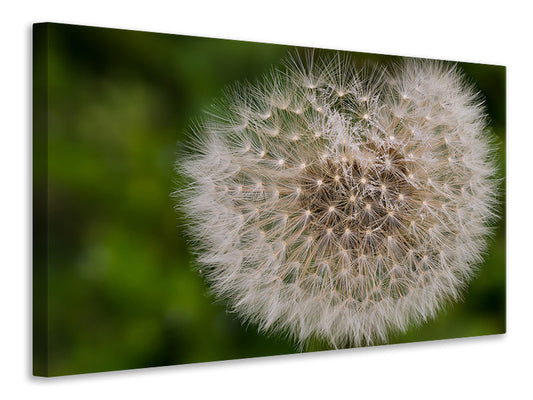 Leinwandbild Der Löwenzahn in der Natur