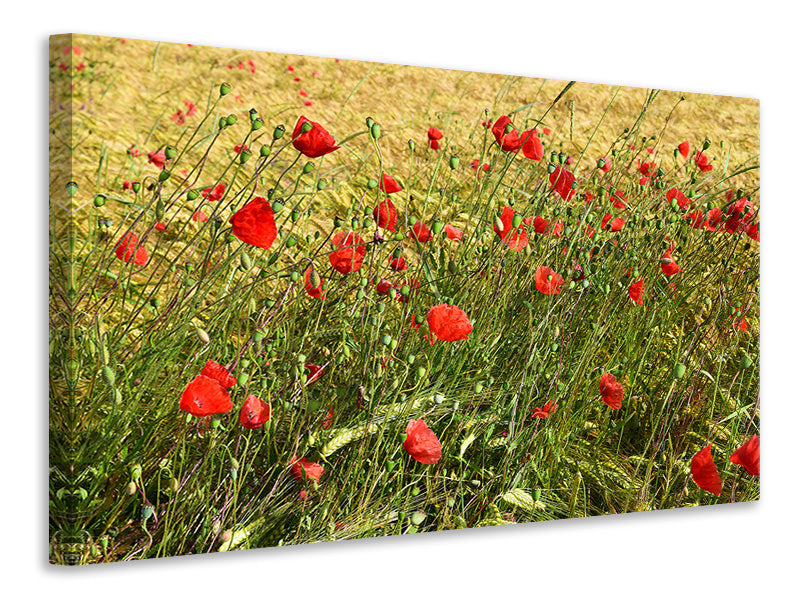 Leinwandbild Der Mohn im Wind