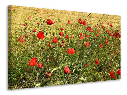 Leinwandbild Der Mohn im Wind