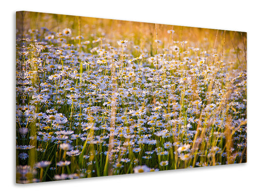 Leinwandbild Ein Feld voll Kamille