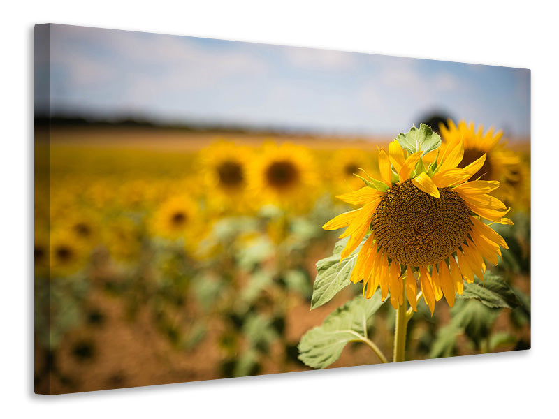 Leinwandbild Eine Sonnenblume im Feld