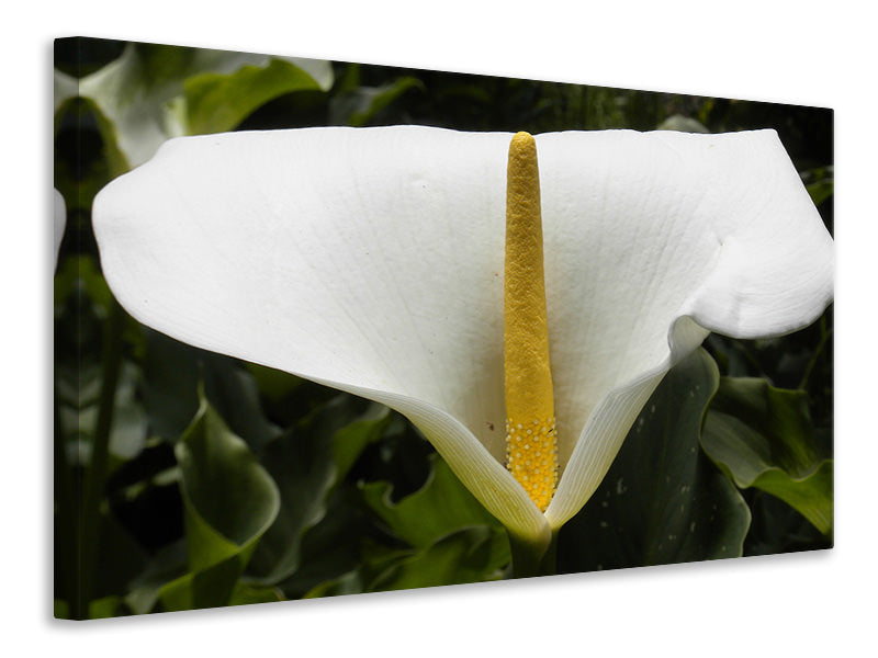 Leinwandbild Makro Calla in weiss