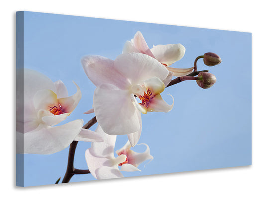 Leinwandbild Orchidee im Himmel