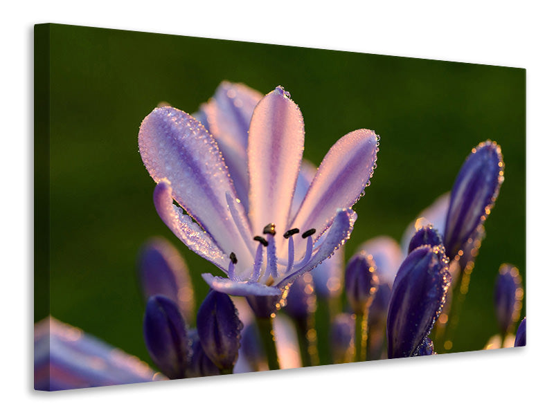 Leinwandbild Schmucklilien mit Morgentau