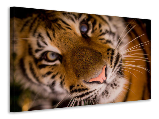 Leinwandbild Tiger Gesicht