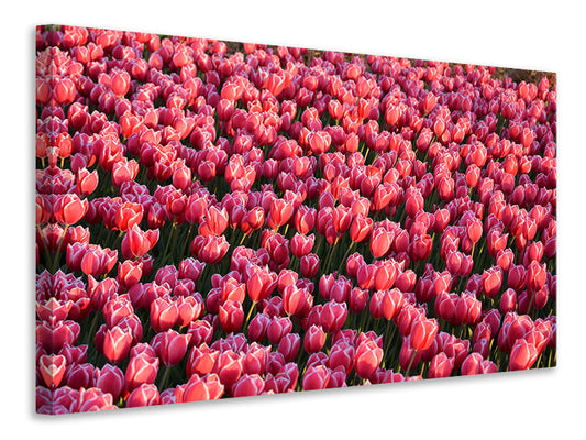 Leinwandbild Üppiges Tulpenfeld