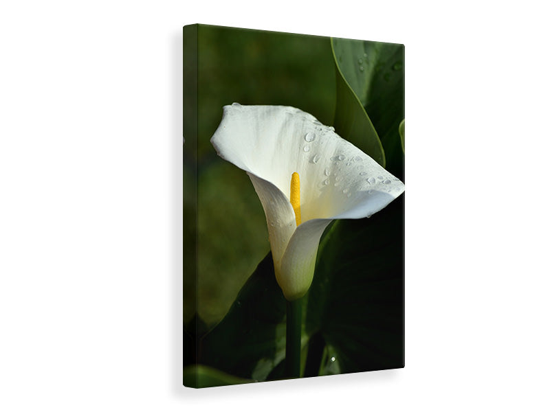 Leinwandbild Weisse Calla mit Morgentau