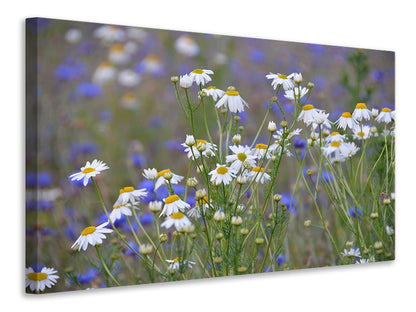 Leinwandbild Wilde Blumenwiese