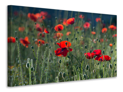 Leinwandbild Wilder Mohn