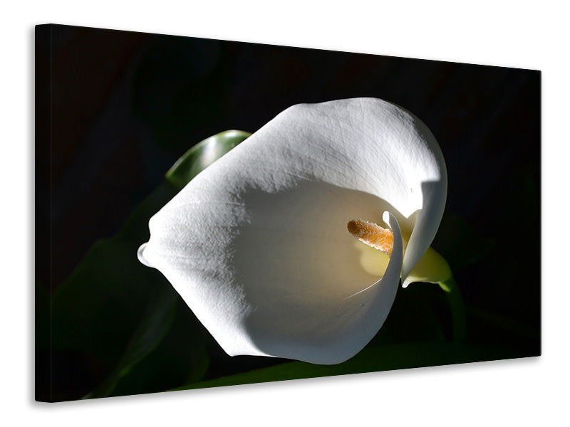 Leinwandbild Wundervolle Calla 