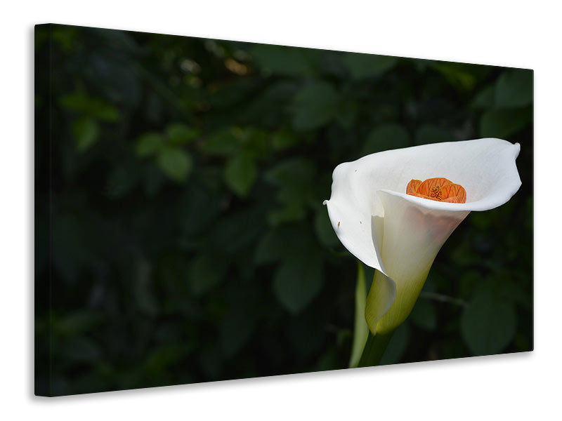 Leinwandbild XL Calla in weiss