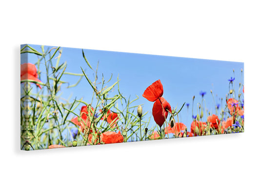 Leinwandbild Panorama Der Mohn in der Blumenwiese