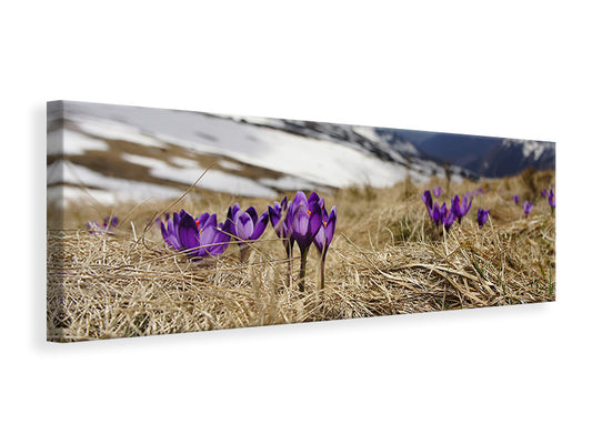 Leinwandbild Panorama Lila Krokus
